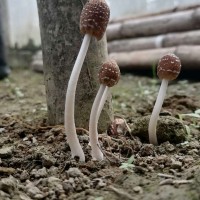 Psathyrella